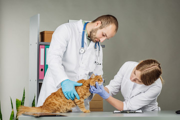 veterinarian  in vet clinic at work.