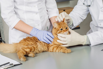 veterinarian  in vet clinic at work.