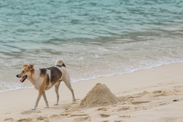 Dog at the beach in Koh Lipe ,Thailand