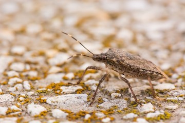 Shield Bug Searching for Food on a hot Autumn Day