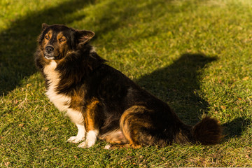Friendly Dog Sitting on the Grass