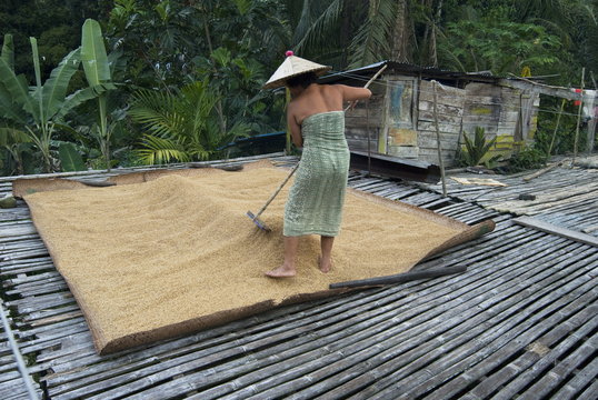 Iban tribeswoman raking through drying rice crop on sacking laid on bamboo longhouse verandah, Lemanak River, Sarawak, Malaysian Borneo, Malaysia