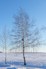 birch tree with nesting box in a snowy field on a clear blue sky