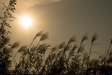 Evening sky background.