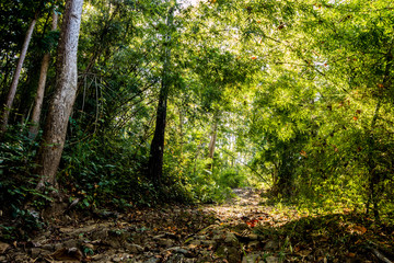 Fototapeta na wymiar forest in chiangmai Thailand