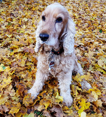 Cocker; Spaniel