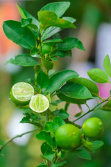 Fototapeta na wymiar Close up Lime tree with fruits in nature