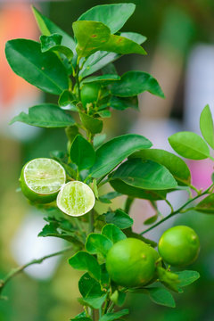 Close up Lime tree with fruits  in nature