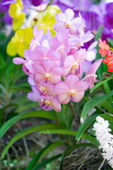 pink vanda Orchids of Thailand in nature