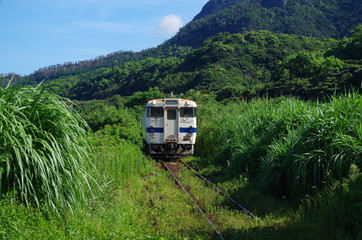 Fototapeta premium 草むらと普通列車