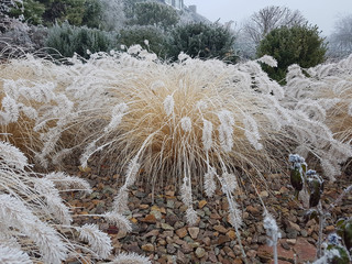 Raureif, Federborstengras; Pennisetum; compressum