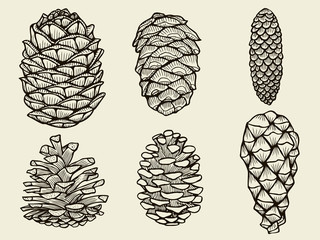 Pine cones of cedar spruce fir christmas tree