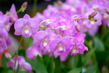 Fototapeta na wymiar Beautiful Orchid Flower in the orchid garden