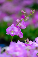 Obraz premium Beautiful Orchid Flower in the orchid garden