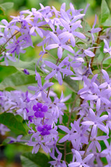 Obraz na płótnie Canvas Violet flower of Petrea Flowers on tree.