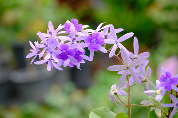 Obraz premium Violet flower of Petrea Flowers on tree.