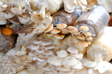 mushroom in the planting farm, growing in the plastic bottle
