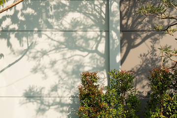 Tree Shadows background.