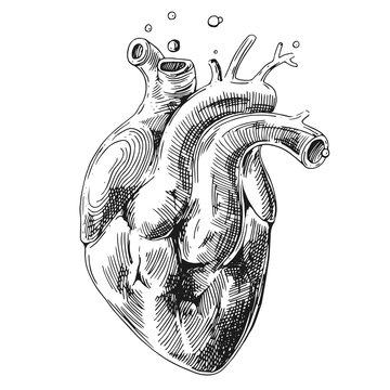 sketch of human heart