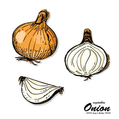 Colorful onion in sketch style