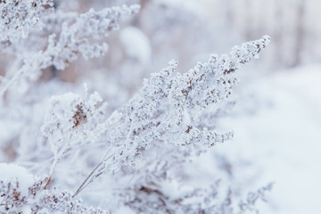 Frozen leaves covered with frost.