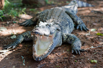 mouth of aligator have no trunk