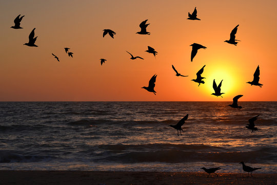 Seagulls in flight © hibrida