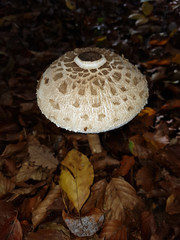 Parasolpilz, Macrolepiota, procera