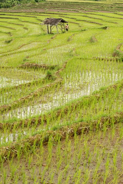 Farmer leaving tiny shack in rice paddy fields laid in shallow terraces, Surakarta district, Solo river valley, Java, Indonesia 