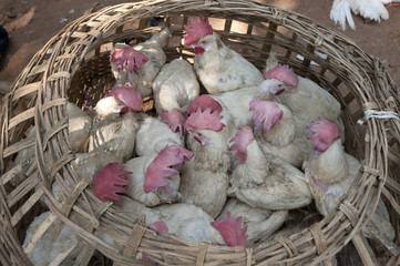 Live chickens in open woven bamboo basket, for sale in Mali weekly tribal market, Guneipada, Koraput district, Orissa (Odisha)
