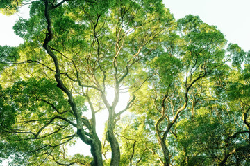 常緑樹、クスノキ、 エコロジーイメージ