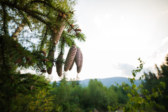 Fototapeta cones on the tree in the mountains of the national park