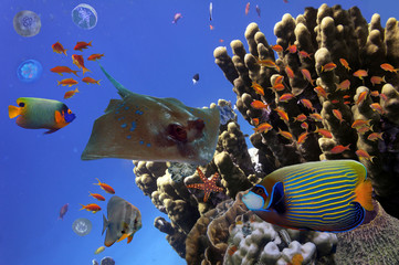 Coral Reef and Tropical Fish