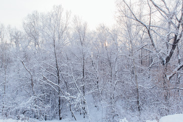 Winter in forest.