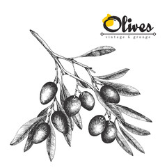 Big olive branch sketch vector illustration, olives hand drawn isolated, vintage olive tree with leaves over white background. Italian cuisine.