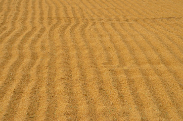 Fototapeta na wymiar rice paddy dry in the sun