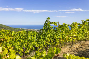 Fototapeta na wymiar Alella vineyards, Spain with view over the Mediterranean Sea.