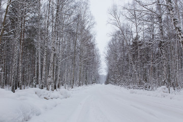 winter landscape in a birch forest cloudy day. Russia.