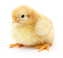Obraz premium Small yellow chicken.