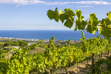 Alella vineyards, Spain with view over the Mediterranean Sea. © hansgeel
