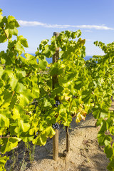 Fototapeta na wymiar Alella vineyards, Spain on the Mediterranean