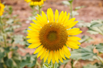 Naklejka premium Sunflower in field.