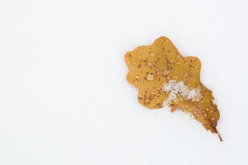 A Leaf, Snow and Many Droplets