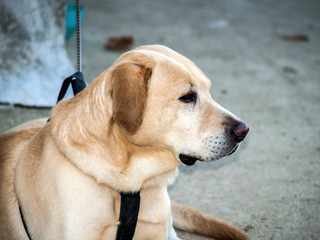 Beautiful yellow Labrador retriever