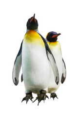 Emperor penguins