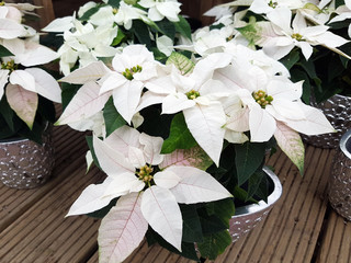 Weihnachsstern, Euphorbia pulcherrim, Princettia