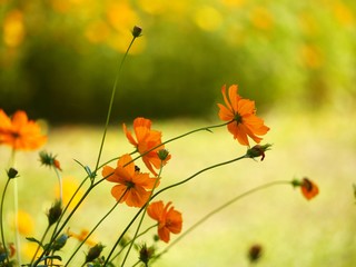 Yellow Cosmos