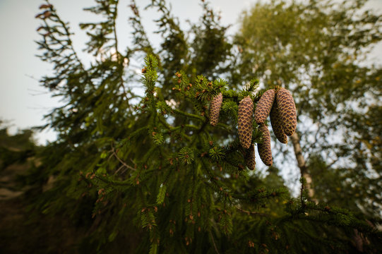 Fototapeta cones on the tree in the mountains of the national park