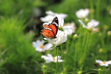 Butterfly on flower.