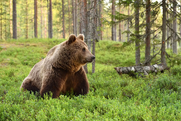 European brown bear in a forest landscape at summer. Big brown bear in forest.